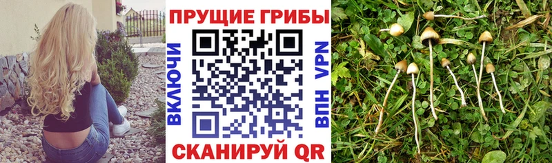 Галлюциногенные грибы Psilocybine cubensis  Калининск 